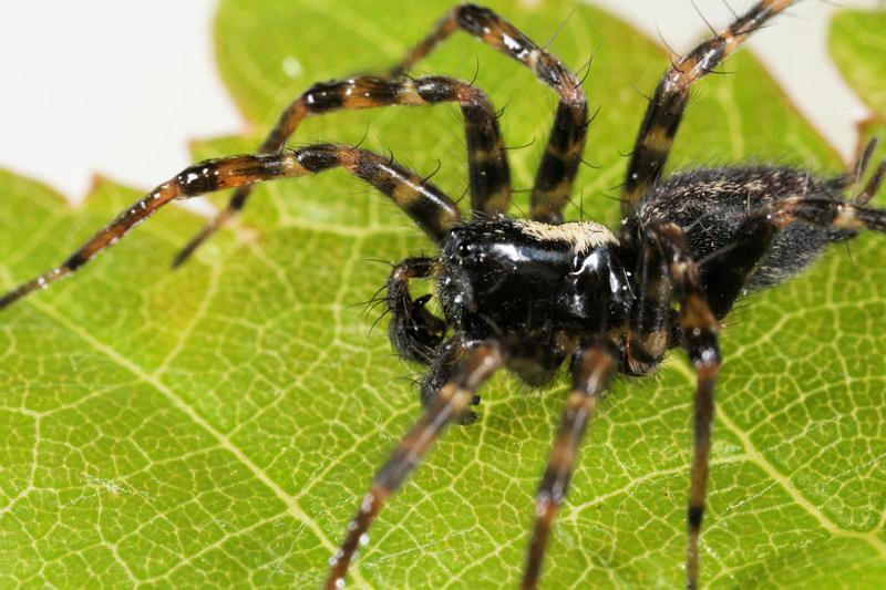 Textrix_denticulata_D8203_Z_88_Bij afgraving_Nederland.jpg
